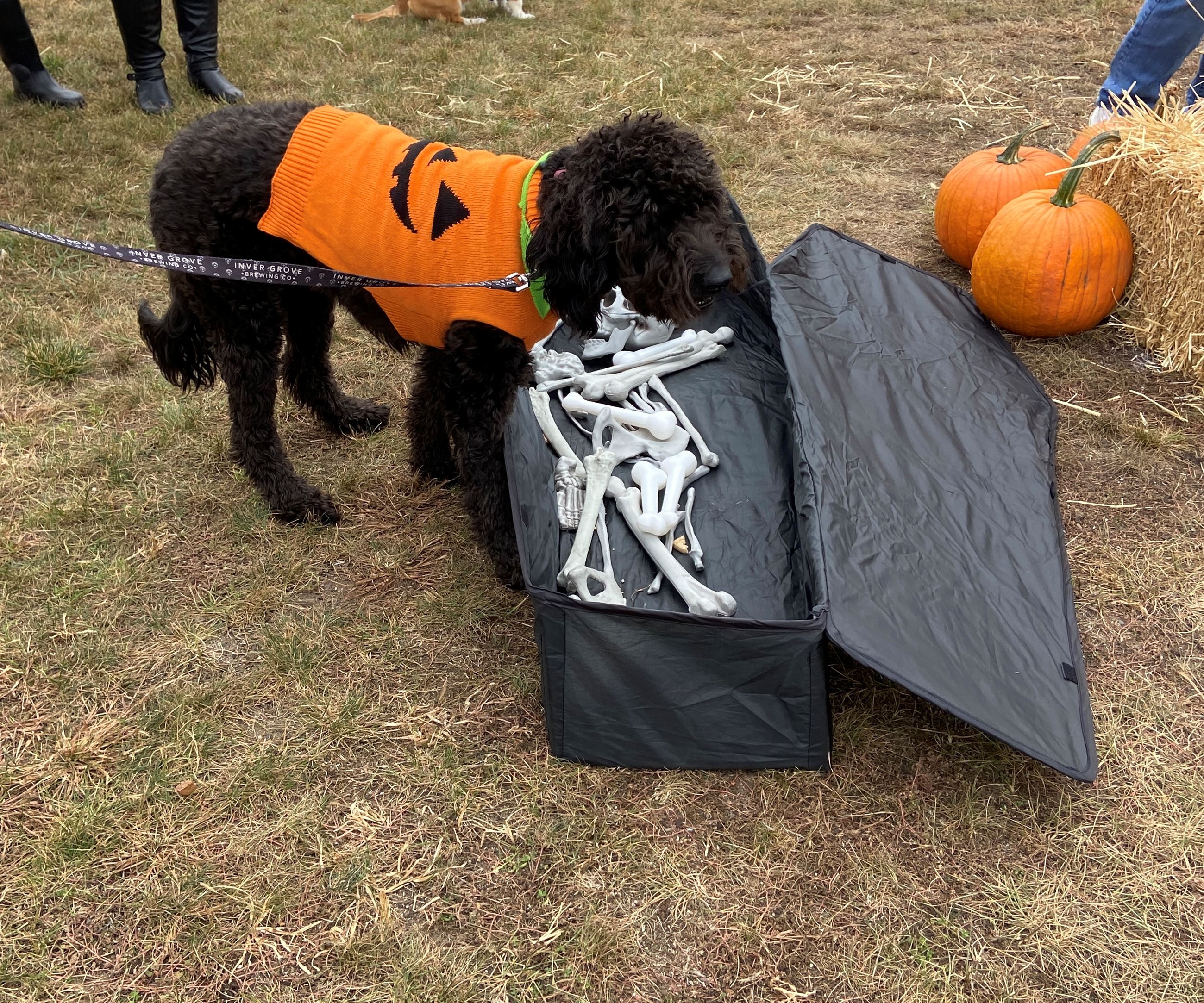 Dog in a pumpkin sweater standing by a coffin