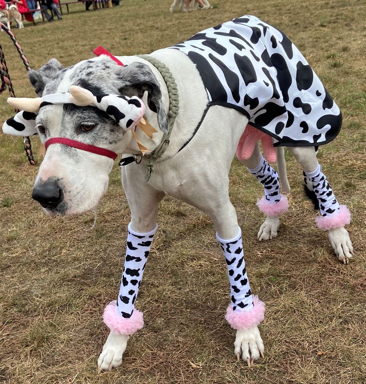 Great Dane dressed as a cow